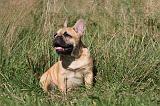 BOULEDOGUE FRANCAIS 616